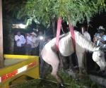 Cae yegua a fosa en colonia 1 de Mayo