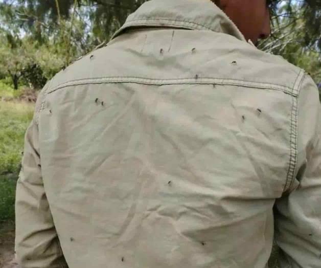 Arrecia plaga de zancudos