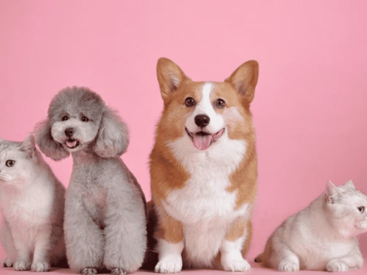 ¿CURP para mascotas? Te decimos para qué sirve y cómo obtenerlo ¿CURP para mascotas? Te decimos para qué sirve y cómo obtenerlo