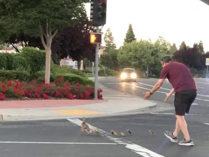 Atropellado mientras ayudaba a patos a cruzar calle en California Atropellado mientras ayudaba a patos a cruzar calle en California