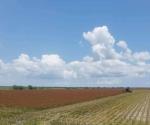 Se reanuda la trilla del sorgo