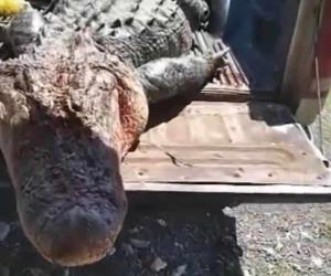 Capturan cocodrilo en aguas del río Bravo