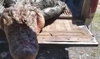 Capturan cocodrilo en aguas del río Bravo