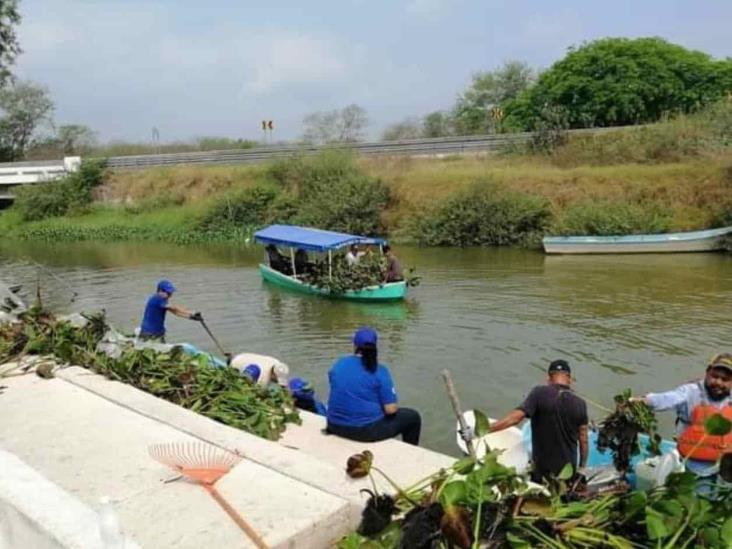 Afecta lirio acuático también en Tampico Afecta lirio acuático también en Tampico