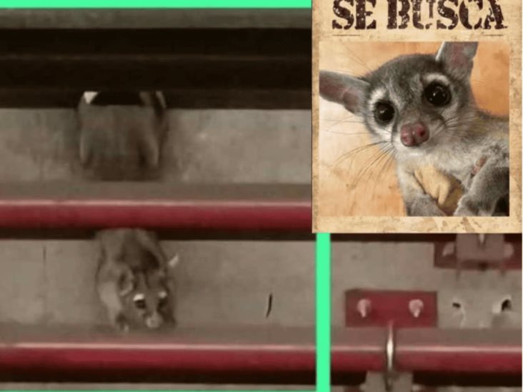 Buscan en Línea 7 del Metro a cacomixtle Buscan en Línea 7 del Metro a cacomixtle
