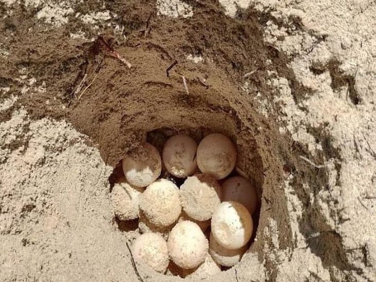 Resguardan nido con 132 huevos de tortuga en Puerto de Progreso Resguardan nido con 132 huevos de tortuga en Puerto de Progreso
