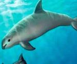 EU podría poner embargo a México por vaquita marina 
