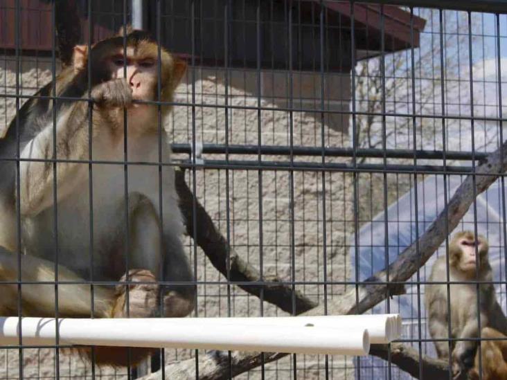 Padece EU escasez de monos ‘de Indias’ Padece EU escasez de monos ‘de Indias’