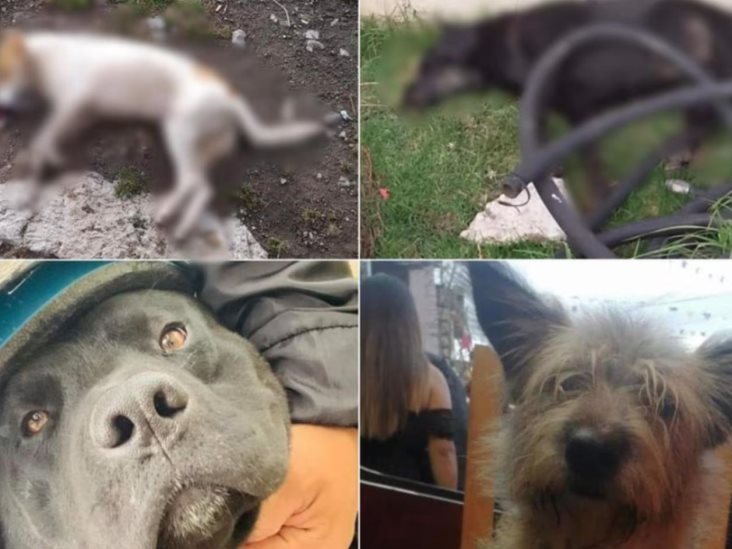 Matan a 15 perros en Almoloya de Juárez, Edomex Matan a 15 perros en Almoloya de Juárez, Edomex