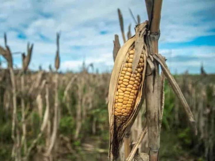 Aseguran acuerdo en precios de maíz mexicano Aseguran acuerdo en precios de maíz mexicano