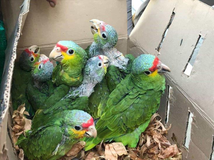 Piden ambientalistas frenar tráfico de loros Piden ambientalistas frenar tráfico de loros
