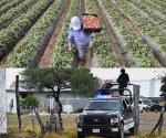 Amenaza inseguridad al agro y la ganadería en Tamaulipas