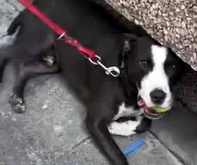 Detienen a hombre por agredir a su perro en CDMX