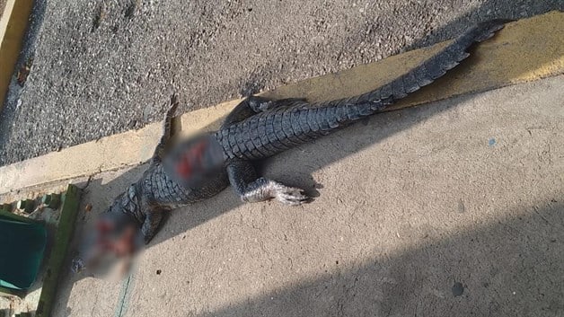 Encuentran cocodrilo atropellado en Corredor Urbano de Altamira