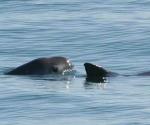 Contabilizan de 10 a 13 vaquitas marinas en el mundo