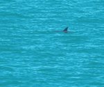 Captan avistamientos de vaquitas marinas en Alto Golfo de California