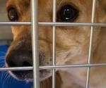 Rescatan a cachorros embolsados en Guadalajara