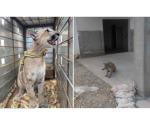 Rescatan a cachorro de puma amarrado en Angostura, Sinaloa