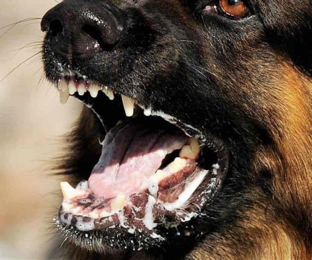 Llaman a vacunar a perros y gatos contra la rabia