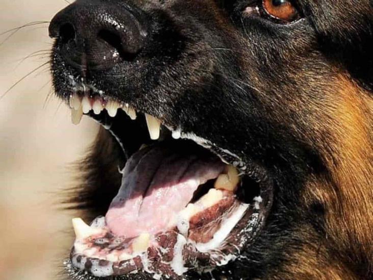 Llaman a vacunar a perros y gatos contra la rabia Llaman a vacunar a perros y gatos contra la rabia
