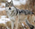 Liberan a hembra de lobo mexicano