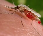Certifica OMS que Belice está libre de malaria
