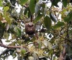 Abejas al acecho: Aumentan llamados por enjambres