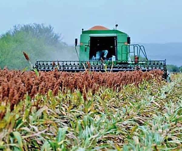 Regresar&iacute;a a Tamaulipas programa de "Agricultura por Contrato"