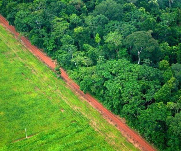 Pérdida de bosques tropicales aumenta 10% en 2022