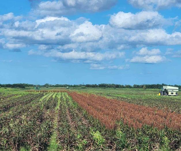 Por finalizar la trilla del sorgo