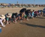 Entregan al mar a 400 tortugas