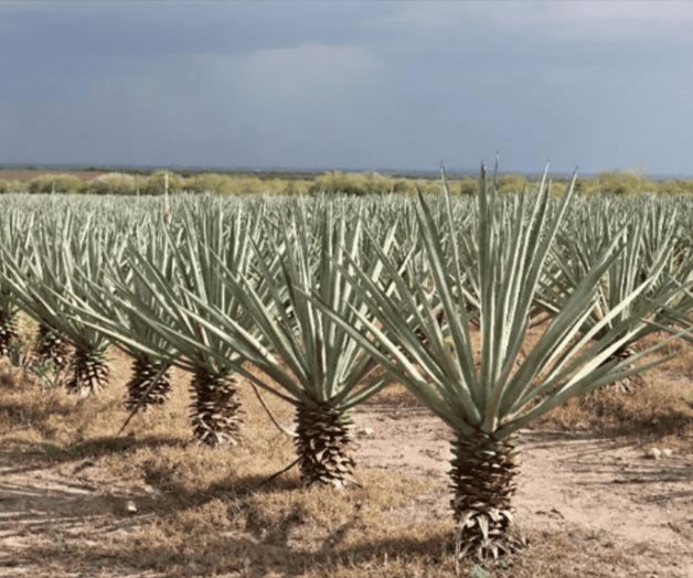 Buscan revalorizar el uso del henequén Buscan revalorizar el uso del henequén