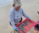 Liberan 130 crias de tortugas en madero