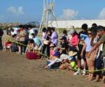 Liberan 900 tortugas Lora en playa Bagdad