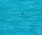 Vaquita marina: Semar avista cuatro posibles ejemplares