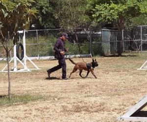 Tamaulipas | Cuenta GE con 22 perros entrenados