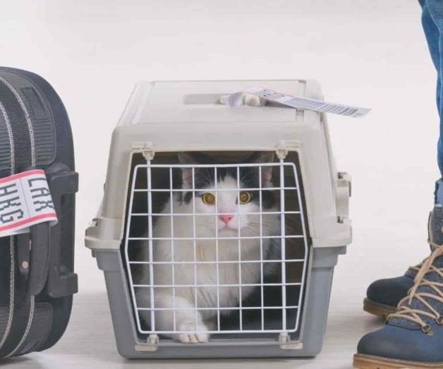 Exigen a viajeros que sus mascotas sean vacunadas Exigen a viajeros que sus mascotas sean vacunadas