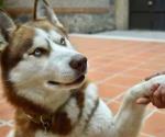 Animalitos que ayudan a mejorar su comunidad universitaria