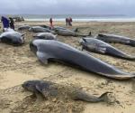 Mueren 55 ballenas piloto tras ser arrastradas a costa de Escocia