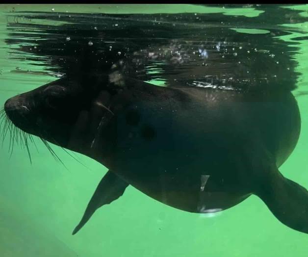 Alberga Zoológico Guadalajara a leones marinos rescatados Alberga Zoológico Guadalajara a leones marinos rescatados