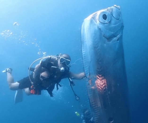 Pez remo causa pánico en Taiwán Pez remo causa pánico en Taiwán