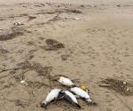 Mueren miles  de ping&uuml;inos y otros animales en Uruguay