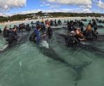 Sacrifican al resto de las casi 100 ballenas que encallaron en Australia