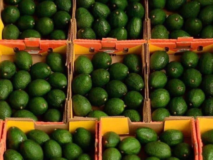 Avanza FAO en Jalisco en pro de regulación de aguacate Avanza FAO en Jalisco en pro de regulación de aguacate