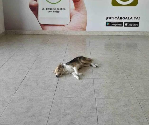 Corren a Firulas de supermercados ante calor; se refugian en CFE