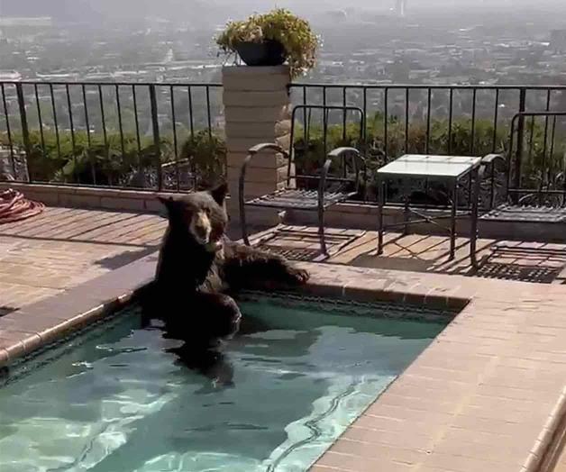 En plena ola de calor oso se baña en jacuzzi En plena ola de calor oso se baña en jacuzzi