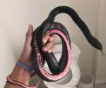 Descubre a serpiente saliendo de su baño