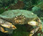 Oregon extiende reglas para pesca de cangrejo