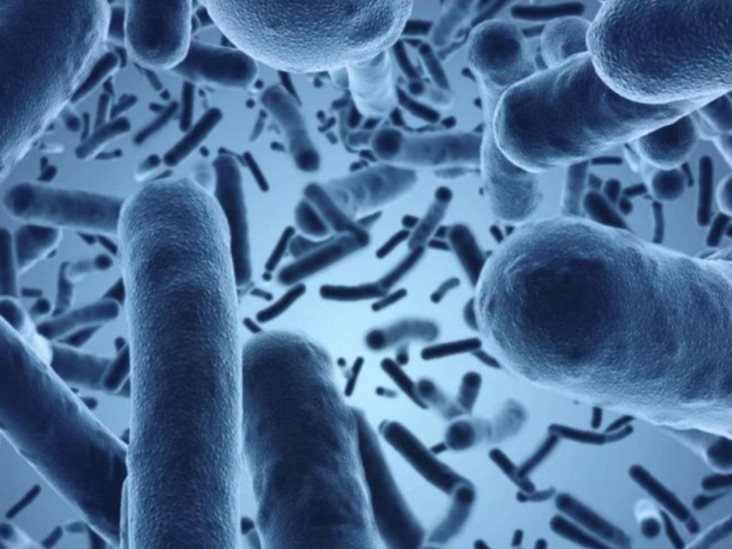 Bacteria hallada en mariscos crudos es vinculada a muerte de una persona en NY Bacteria hallada en mariscos crudos es vinculada a muerte de una persona en NY