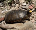 Tortuga casquito de Puerto Vallarta en peligro de extinción: Conabio